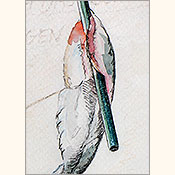 Hummerischer Humor, Detail