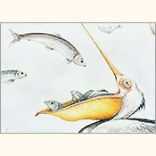 Kalte Schulter, Detail 1